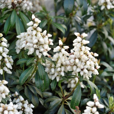 Pieris japonica Bonfire