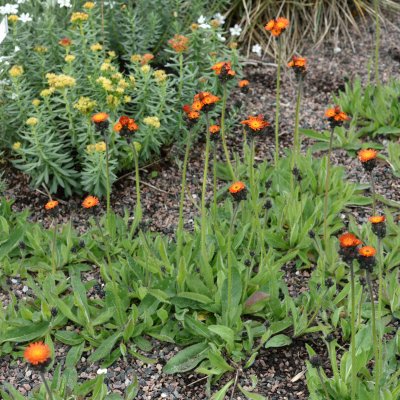Pilosella aurantiaca (Hieracium aurantiacum)