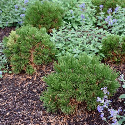 Pinus heldreichii Smidtii