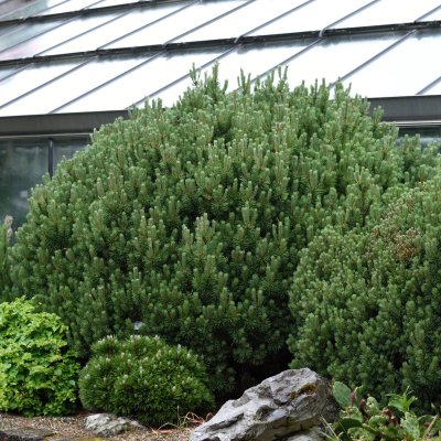 Pinus heldreichii Smidtii