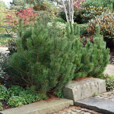 Pinus mugo var. pumilio, Balkanbergtall