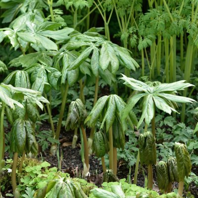 Podophyllum peltatum, Amerikanskt Fotblad, P9cm