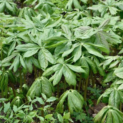 Podophyllum peltatum, Amerikanskt Fotblad, P9cm