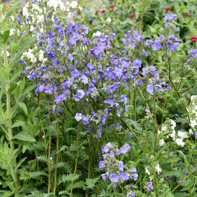 Polemonium caeruleum subsp. yezoense Bressingham Purple, Japanskt Blågull