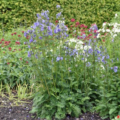 Polemonium caeruleum subsp. yezoense Bressingham Purple, Japanskt Blågull