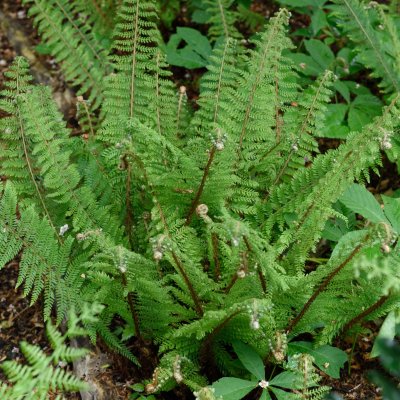 Polystichum setiferum Herrenhausen, Spetsbräken