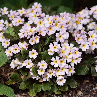Primula pruhoniciana Garryarde Guinevere, Violviva, P9cm
