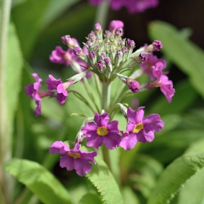 Primula beesiana, Röd Kandelaberviva, P9cm