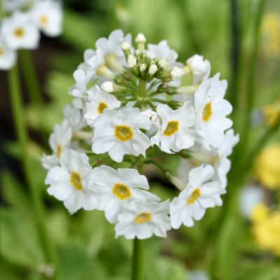 Primula japonica Postford White