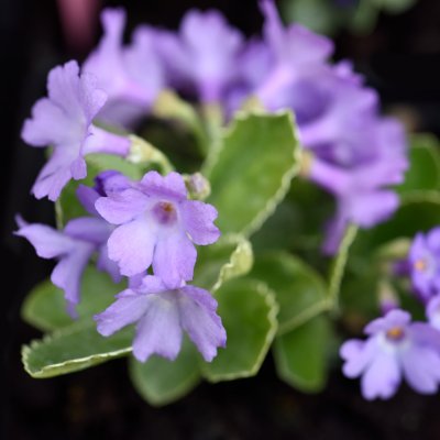 Primula marginata Jack Drake, Dvärgaurikel, P9cm