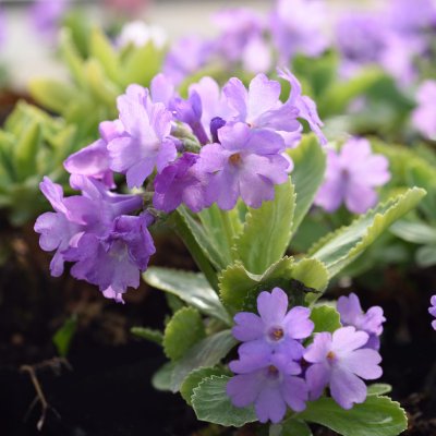 Primula marginata Jack Drake, Dvärgaurikel, P9cm