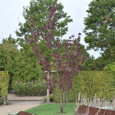 Prunus serrulata Royal Burgundy, Japansk Prydnadskörsbär