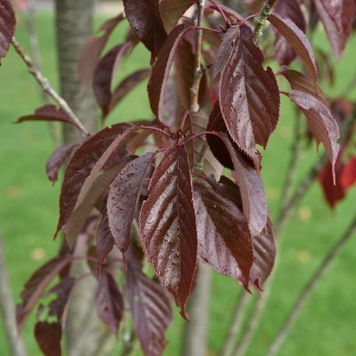Prunus serrulata Royal Burgundy, Japansk Prydnadskörsbär