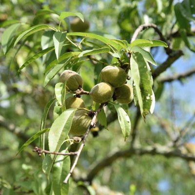 Sötmandel, Prunus dulcis (amygdalus) Fersken Mandel, C10