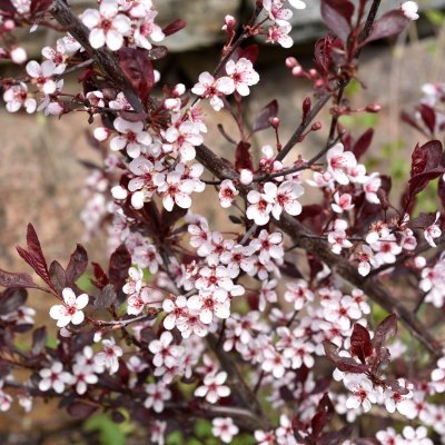 Prunus cistena, Svartplommon