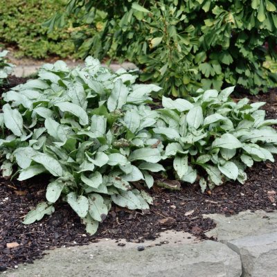 Pulmonaria hybr. Majesté, Lungört