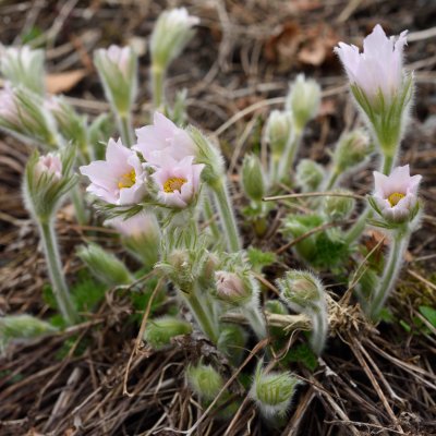 Pulsatilla vulgaris Perlen Glocke, Backsippa, P9cm