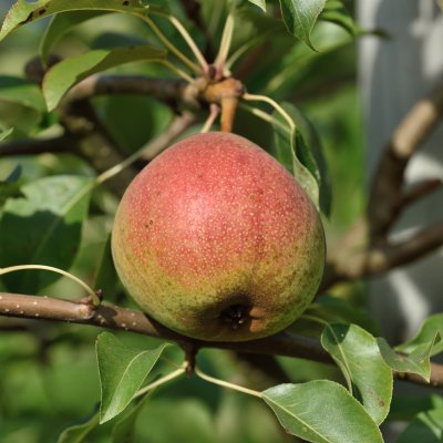 Päron, Bella (Belorusskaja Pozdnaja), stam P. com 2 års co