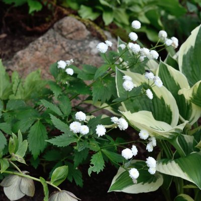 Ranunculus aconitifolius Flore Pleno (Pleniflorus), Stormhattsranunkel