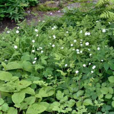 Ranunculus aconitifolius Flore Pleno (Pleniflorus), Stormhattsranunkel