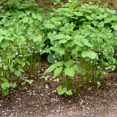 Ranzania japonica, Ranzania, P9cm