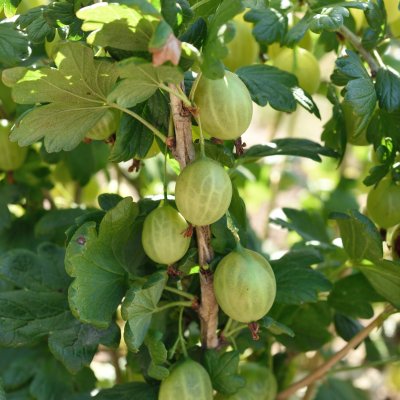 Ribes grossularia Tatjana, Gulgröna Krusbär, stam co