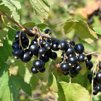 Ribes nigrum Delikatessnaja, Svarta Vinbär, busk C3,5