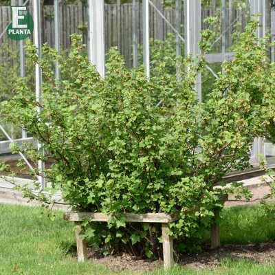 Ribes nigrum Polar E, Svarta Vinbär