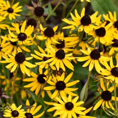 Rudbeckia fulgida Little Goldstar ®, Strålrudbeckia