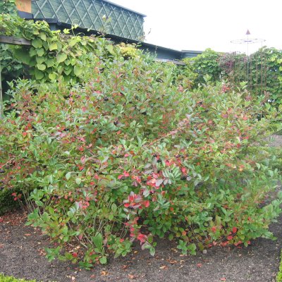 Aronia melanocarpa, Svartaronia