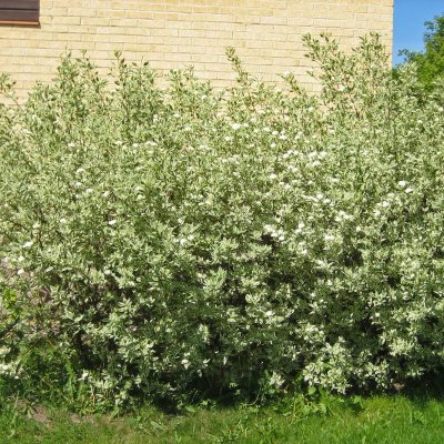 Cornus alba Elegantissima, Rysk Kornell, busk C3,5