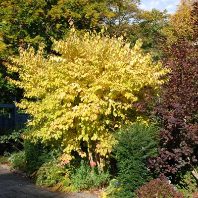 Cornus sanguinea Winter Beauty