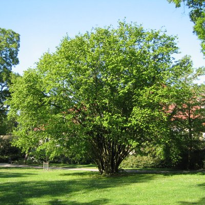 Corylus avellana, Hassel