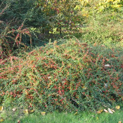 Cotoneaster suec. Skogholm, Skogholmsoxbär, 30-40 C2