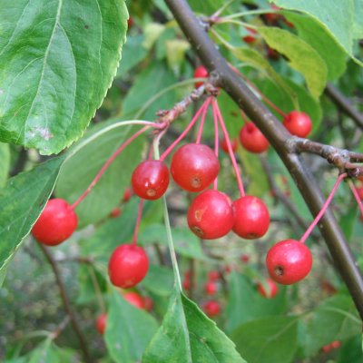 Malus Red Jade