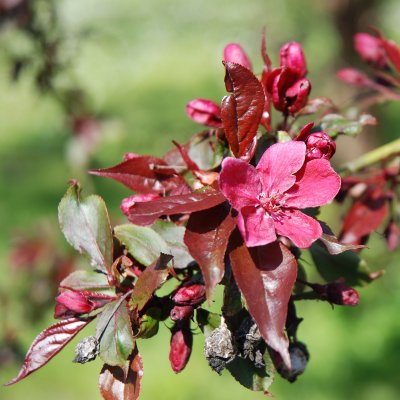 Malus Royalty, Purpurapel, 80-100 C6