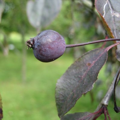 Malus Royalty, Purpurapel, 80-100 C6