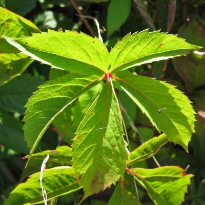 Parthenocissus quinquefolia, Vildvin