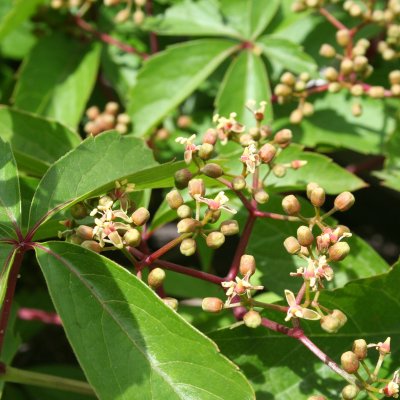 Parthenocissus quinquefolia, Vildvin
