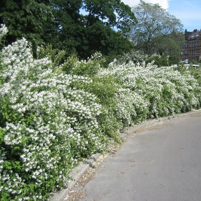 Philadelphus x lemoinei Mont Blanc, Smultronschersmin
