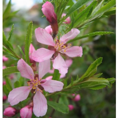 Prunus tenella Fire Hill