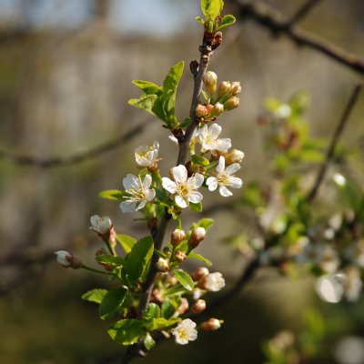 Prunus eminens Umbraculifera, Klotkörsbär serrula stam, 200 serrula stam C15