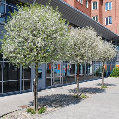 Prunus eminens Umbraculifera, Klotkörsbär serrula stam