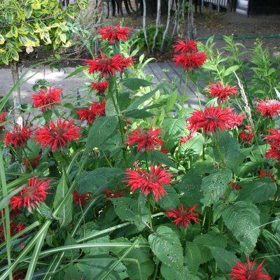Monarda didyma Gardenview Scarlet