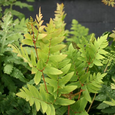 Osmunda regalis Purpurascens, Safsa, Kungsbräken