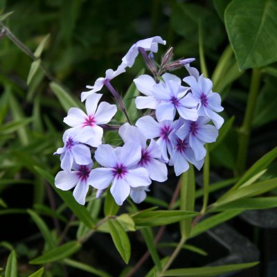 Phlox divaricata subsp. laphami Chattahoochee