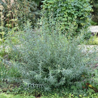 Salix purpurea Nana (Gracilis), Litet Rödvide