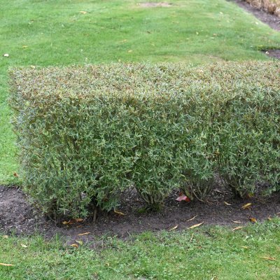 Salix purpurea Nana (Gracilis), Litet Rödvide
