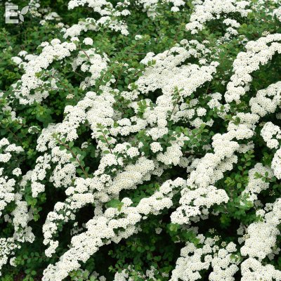 Spiraea nipponica E