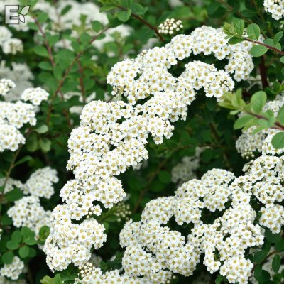 Spiraea nipponica E